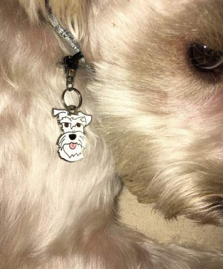 schnauzer white u